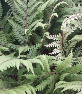 Athyrium otophorum ‘Okanum’